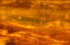 amber fossils photo